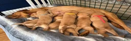 Labrador Retriever dogs for sale: KC registered Fox Red Labrador Puppies - Advert 1