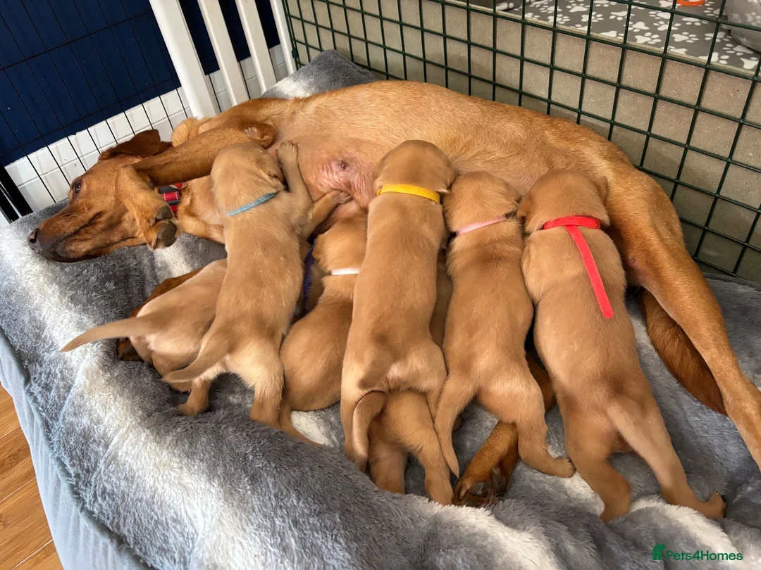 Labrador Retriever dogs for sale: KC registered Fox Red Labrador Puppies - Advert 1