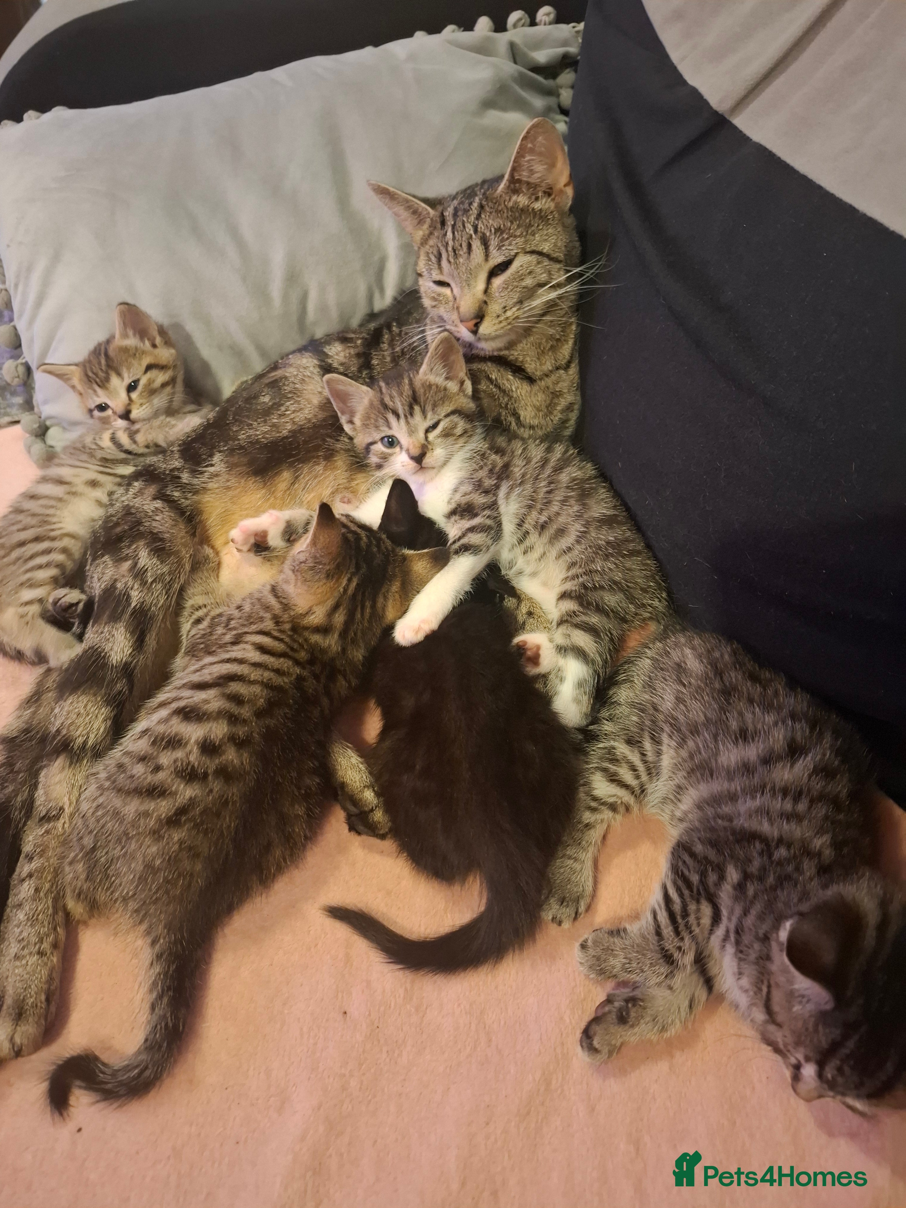 Domestic Shorthair cats Kittens for sale - Advert 1