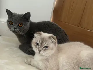 British Shorthair cats Two beautiful cats for adoption - Advert 6