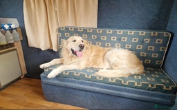 Golden Retriever dogs for stud: Purebred Golden Retriever for Stud - Image 17