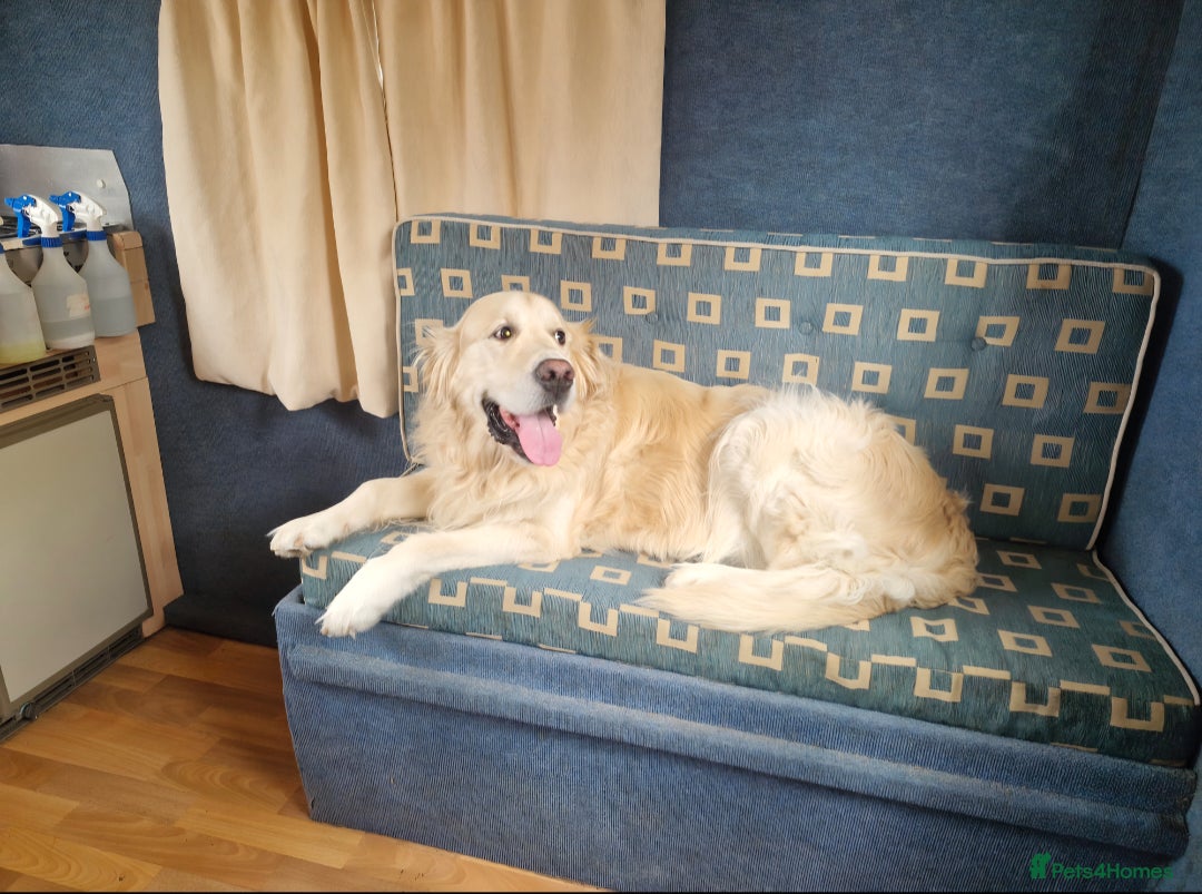 Golden Retriever dogs for stud: Purebred Golden Retriever for Stud - Image 17