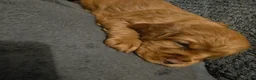 Cocker Spaniel dogs for sale: Cocker Spaniel Puppies - Advert 20