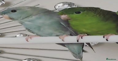 Parakeets birds - Advert 6