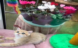 British Shorthair cats for sale:  **   ** : BSH Golden champion lines - Advert 37