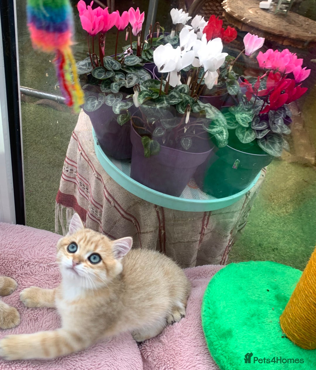 British Shorthair cats for sale:  **   ** : BSH Golden champion lines - Advert 37