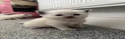Ragdoll cats for sale: Pure blue point ragdolls  - Advert 13