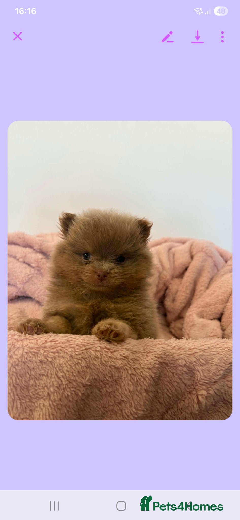 Pomeranian dogs for sale: Stunning rare coloured Pomeranian puppies  - Advert 1