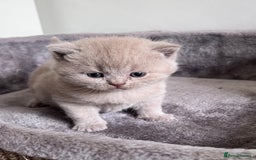 British Shorthair cats for sale: New litter! Champion lines BSH kittens - Image 4