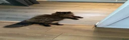 Persian cats for sale: Persian cross kittens - Advert 12