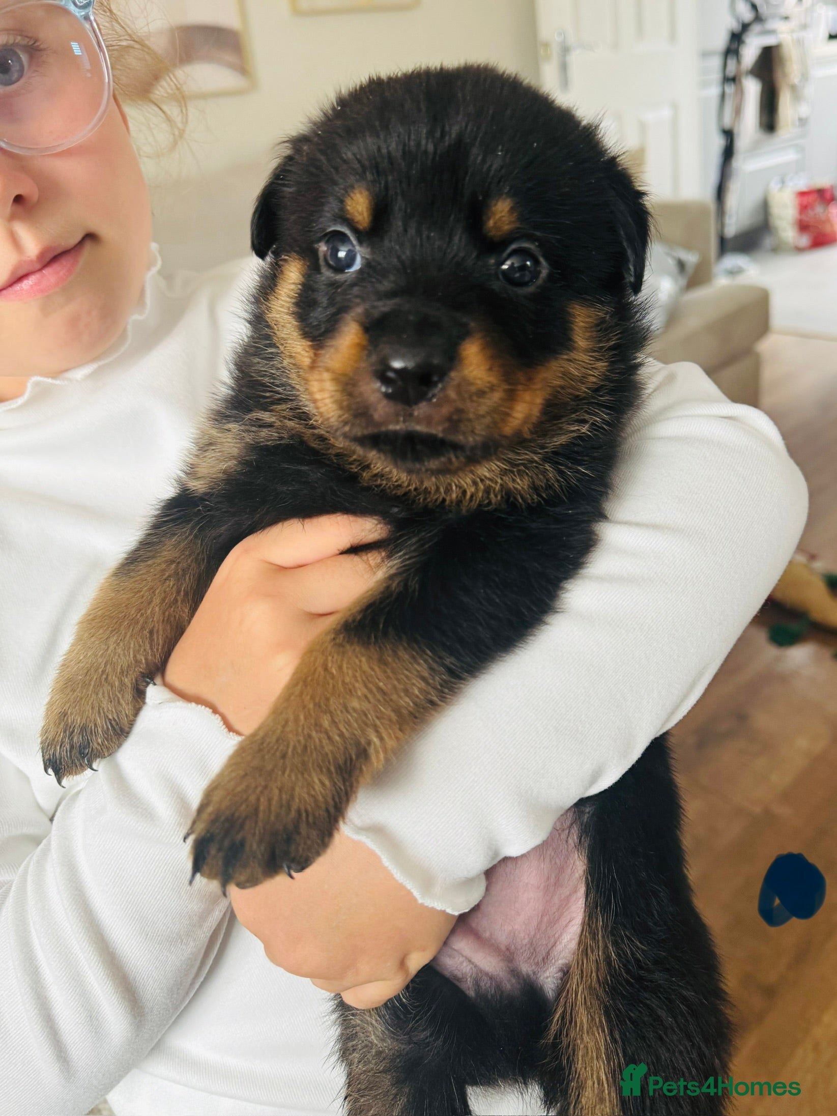 Rottweiler Puppy 1 ( dark blue collar )