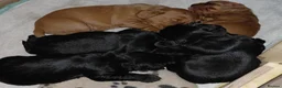Cocker Spaniel dogs for sale: Fully Health Tested KC Reg Working Cocker Spaniels in Sheffield - Advert 5
