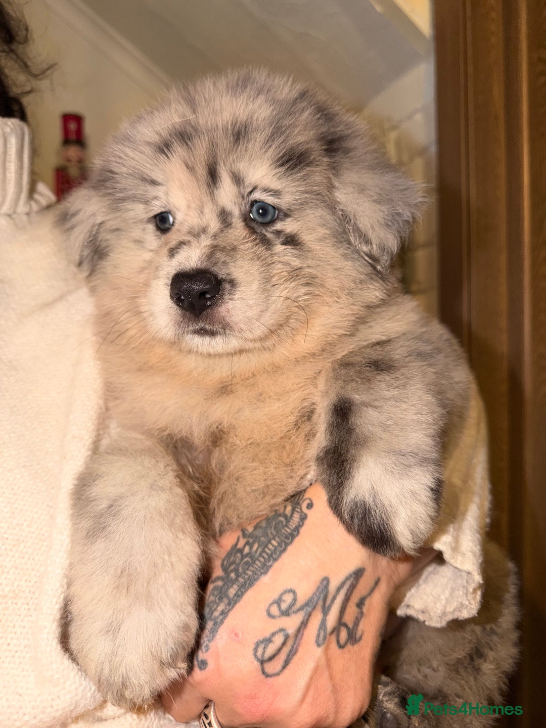 Mixed Breed dogs for sale: 🧸CHOW SHEPHERDS🧸 little bears ready now! - Advert 1