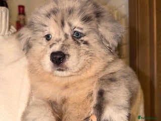 Mixed Breed dogs 🧸CHOW SHEPHERDS🧸 little bears ready now! - Advert 2