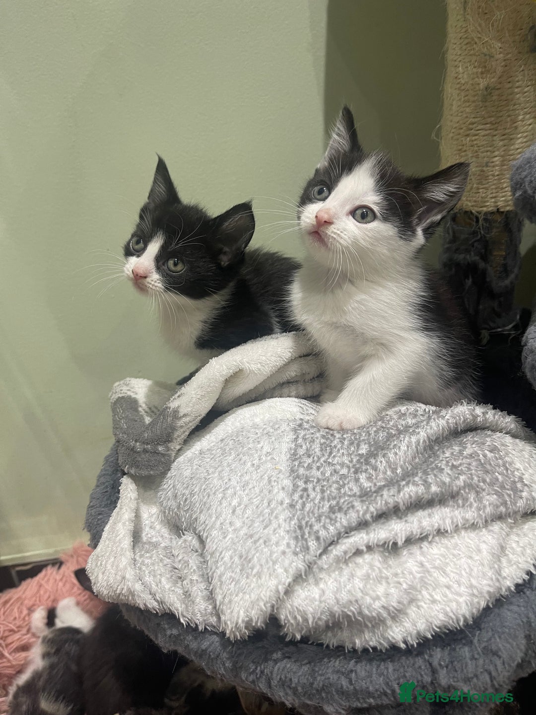 Mixed Breed cats for sale: BEAUTIFUL KITTENS  - Image 7