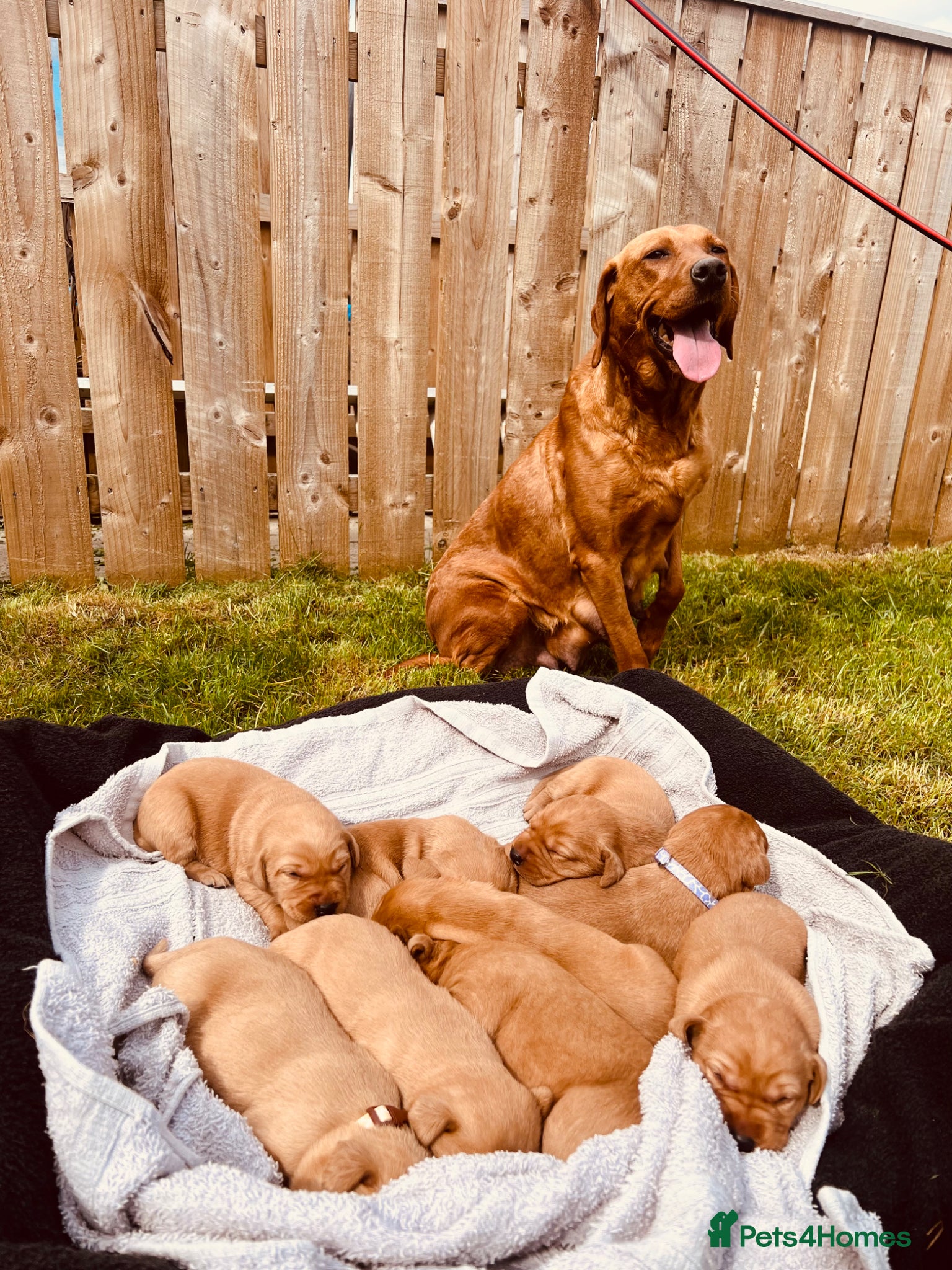 Labrador Retriever dogs Beautiful fox red Labrador pups - Advert 1