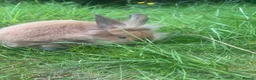 Mini Lop rabbits for sale: Beautiful 5-Month-Old Mini Lop Rabbit in Carlisle - Advert 3