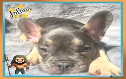 French Bulldog dogs for sale: *Platinum* KC Litter Only 2 Boys Left Lilac & Tan - Image 2
