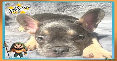 French Bulldog dogs - Advert 10