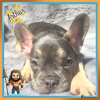 French Bulldog dogs - Advert 7