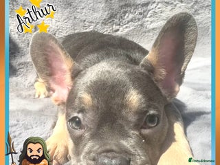 French Bulldog dogs - Advert 7