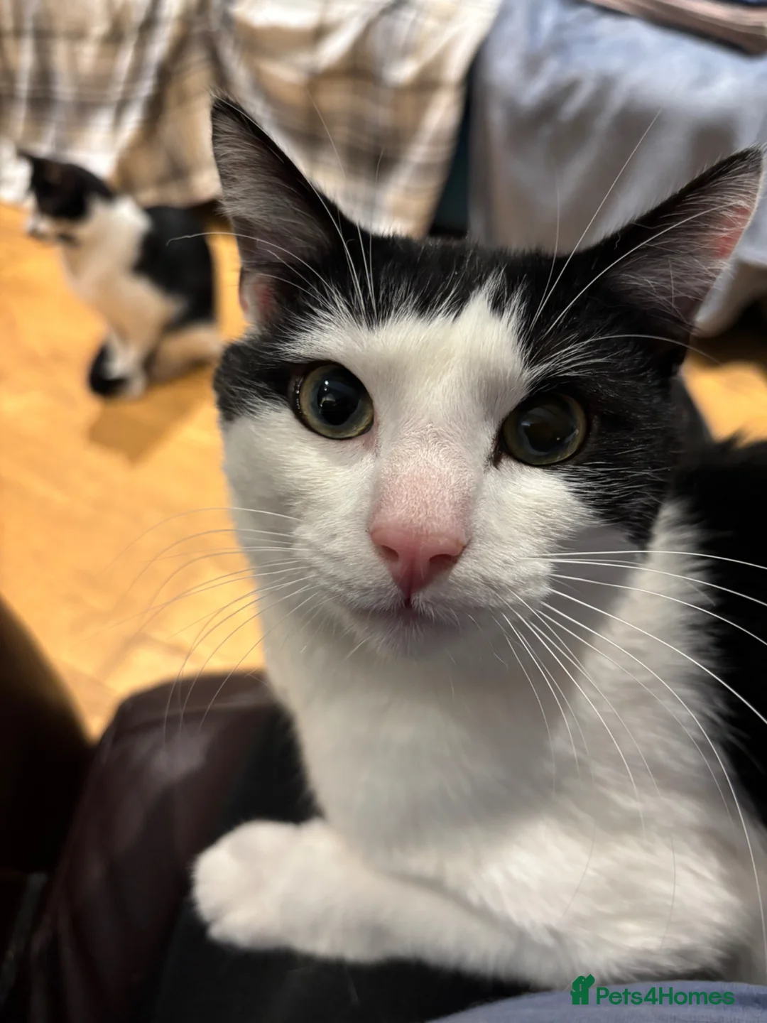 Mixed Breed cats for sale: Scooby Snack - Advert 1