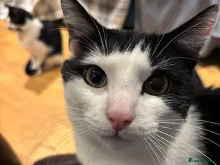 Mixed Breed cats Scooby Snack - Advert 1