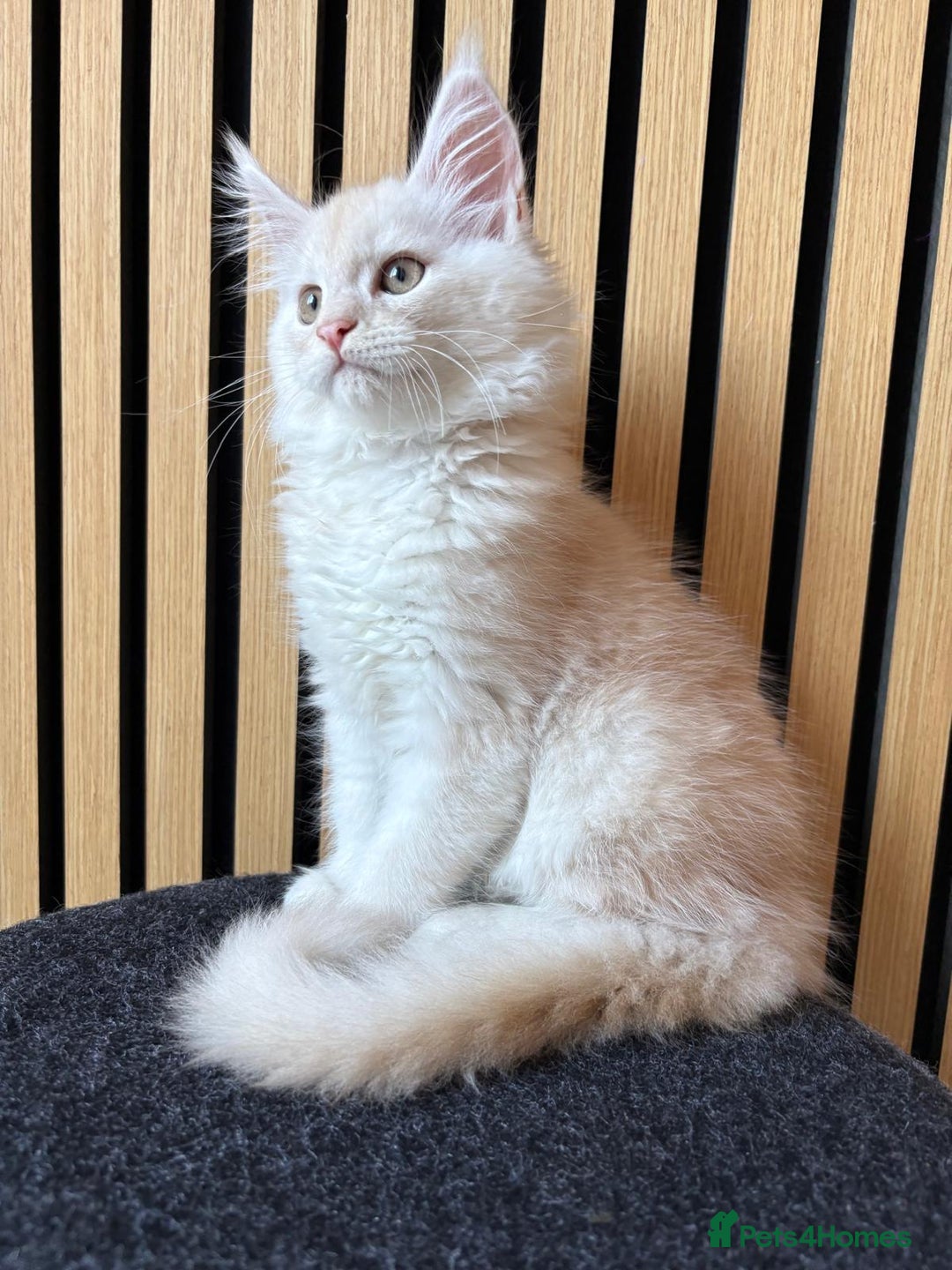 Maine Coon cats for sale: XL Maine Coon Kittens for Sale – TICA Reg - Advert 36