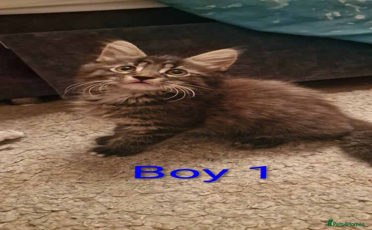 Maine Coon cats - Advert 12
