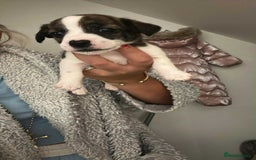 Jack Russell dogs for sale: Beautiful jack russle puppies - Image 6