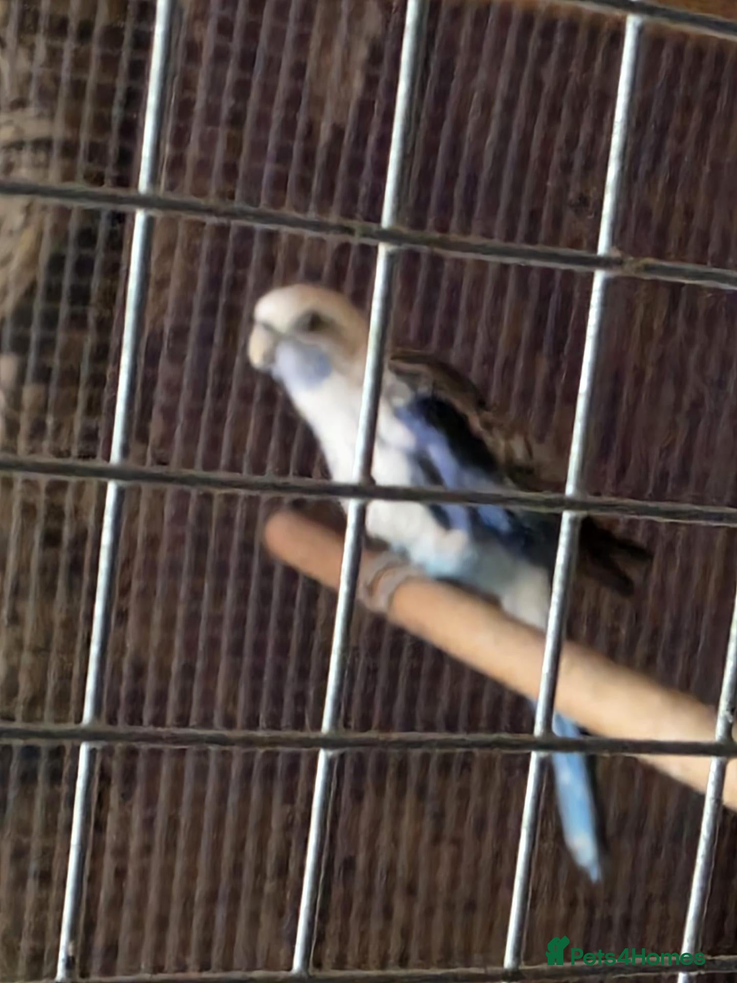 Parakeets birds 2 pairs of kakarikis and 1 pair of black rosellas - Advert 2