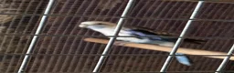 Parakeets birds for sale: 2 pairs of kakarikis and 1 pair of black rosellas - Advert 8