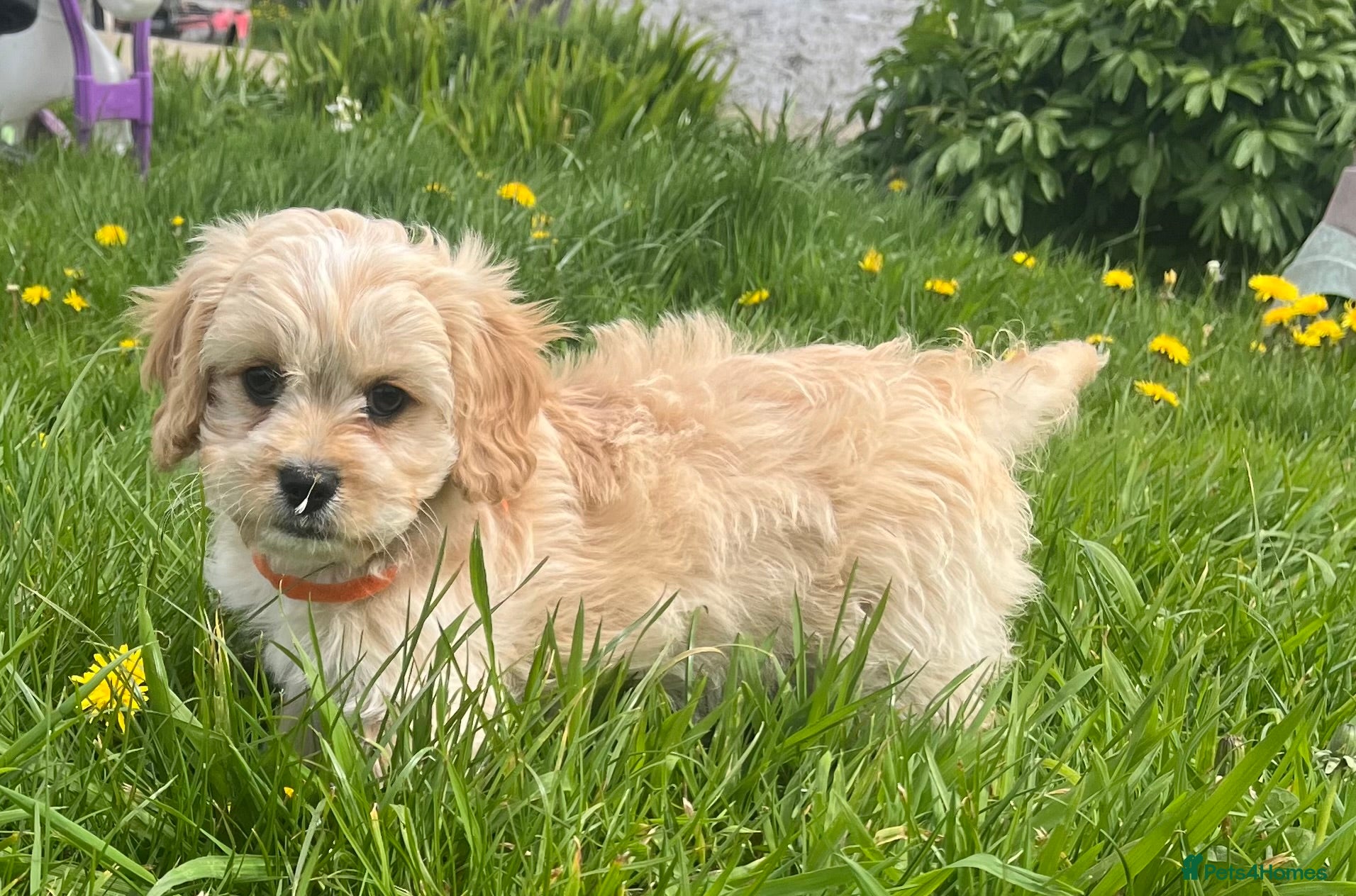 Cavachon dogs Cavachon puppies  - Advert 1