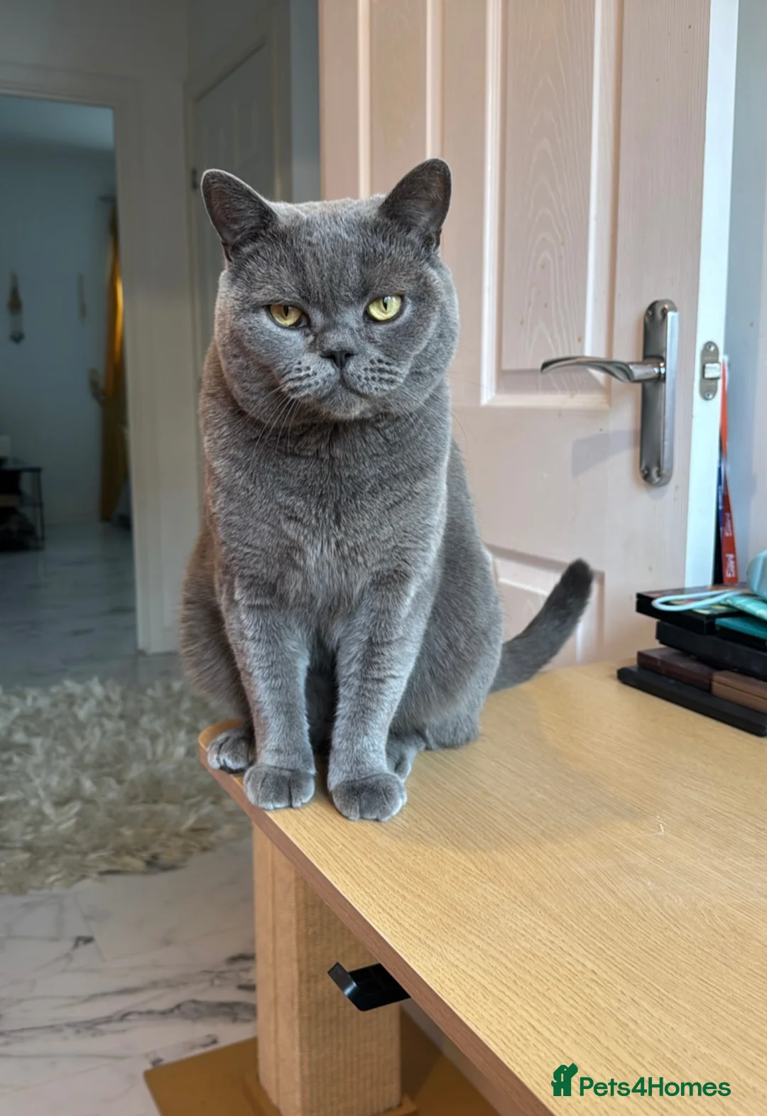 British Shorthair cats for sale: Re homing: Meet Ezra!  - Advert 2