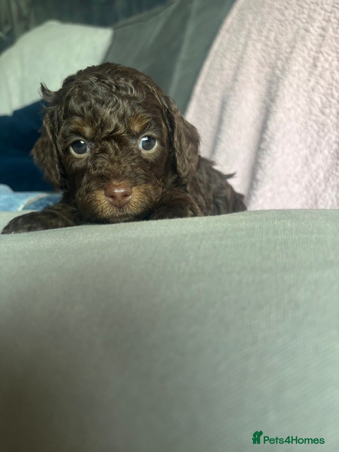 Cavapoo dogs for sale: ⭐️CAVAPOO F1B PUPPIES⭐️ - Image 5