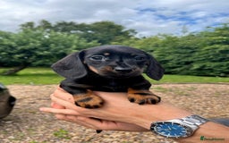 Miniature Dachshund dogs for sale: Top Show Quality KC Miniature Dachshund Puppies - Image 38