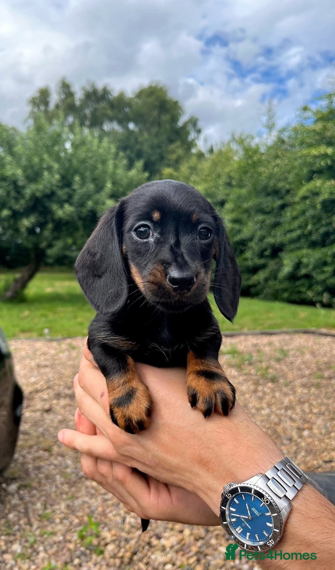 Miniature Dachshund dogs for sale: Top Show Quality KC Miniature Dachshund Puppies - Image 38