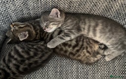 British Longhair cats for sale: Beautiful kittens by our stunning British longhair - Image 3