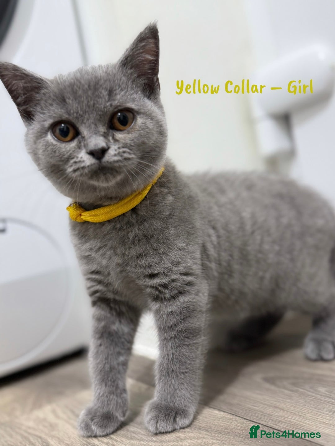 British Shorthair cats for sale: 🐾 Champion Line Blue BSH Kittens GCCF Active 🐾  - Image 22