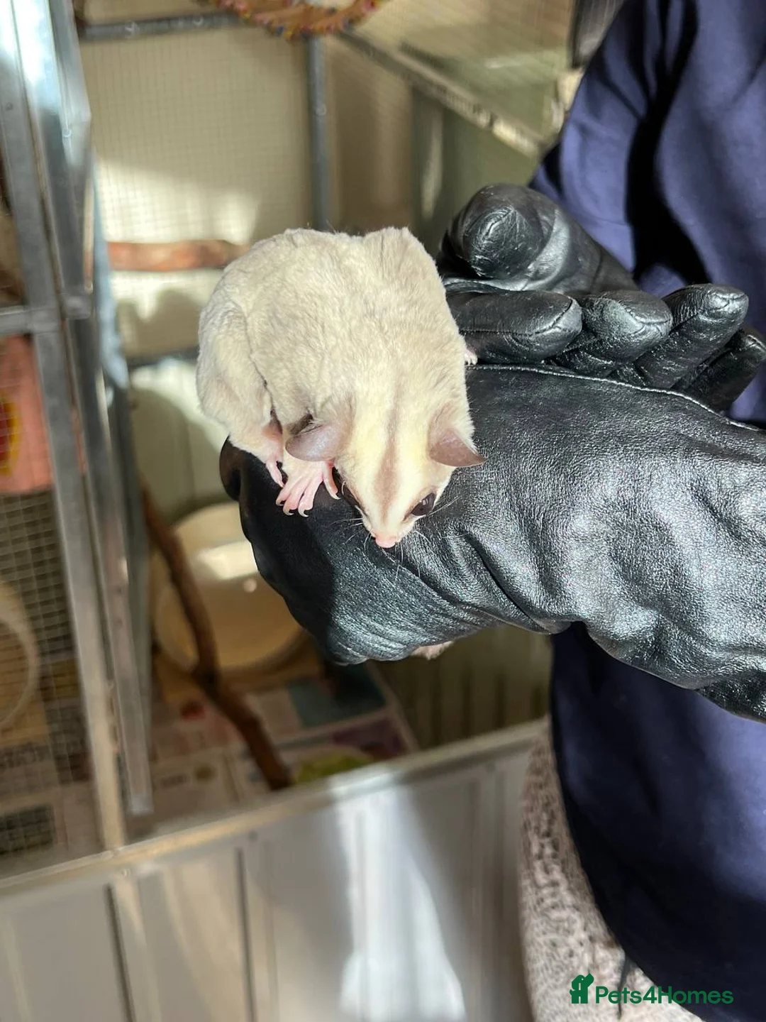 Sugar Glider rodents for sale: ✨ EXCEPTIONAL SUGAR GLIDER CLAN  - Advert 13