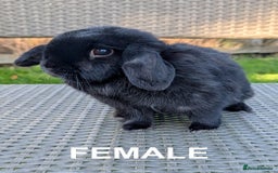 Mini Lop rabbits for sale: Perfect, Petite Female Mini Lop - Image 1