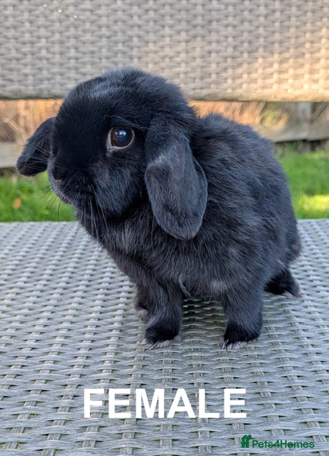Mini Lop rabbits for sale: Perfect, Petite Female Mini Lop - Image 1