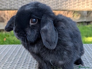 Mini Lop rabbits - Advert 1