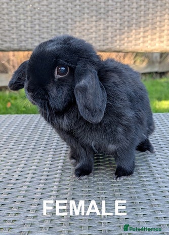Mini Lop rabbits - Advert 1