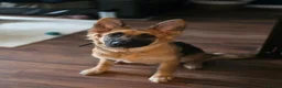 German Shepherd dogs for sale: Gorgeous Female German Shepherd Puppy  - Advert 1