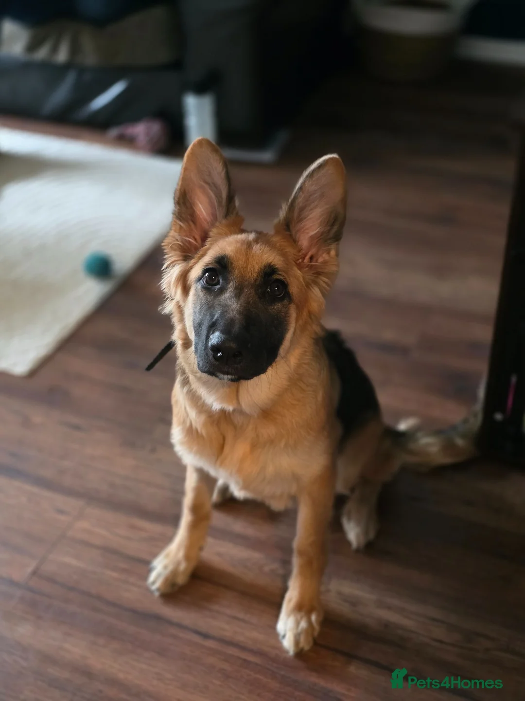 German Shepherd dogs for sale: Gorgeous Female German Shepherd Puppy  - Advert 1