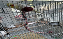 Cockatiels birds for sale: Ozzy and chip looking for a nice home - Image 11