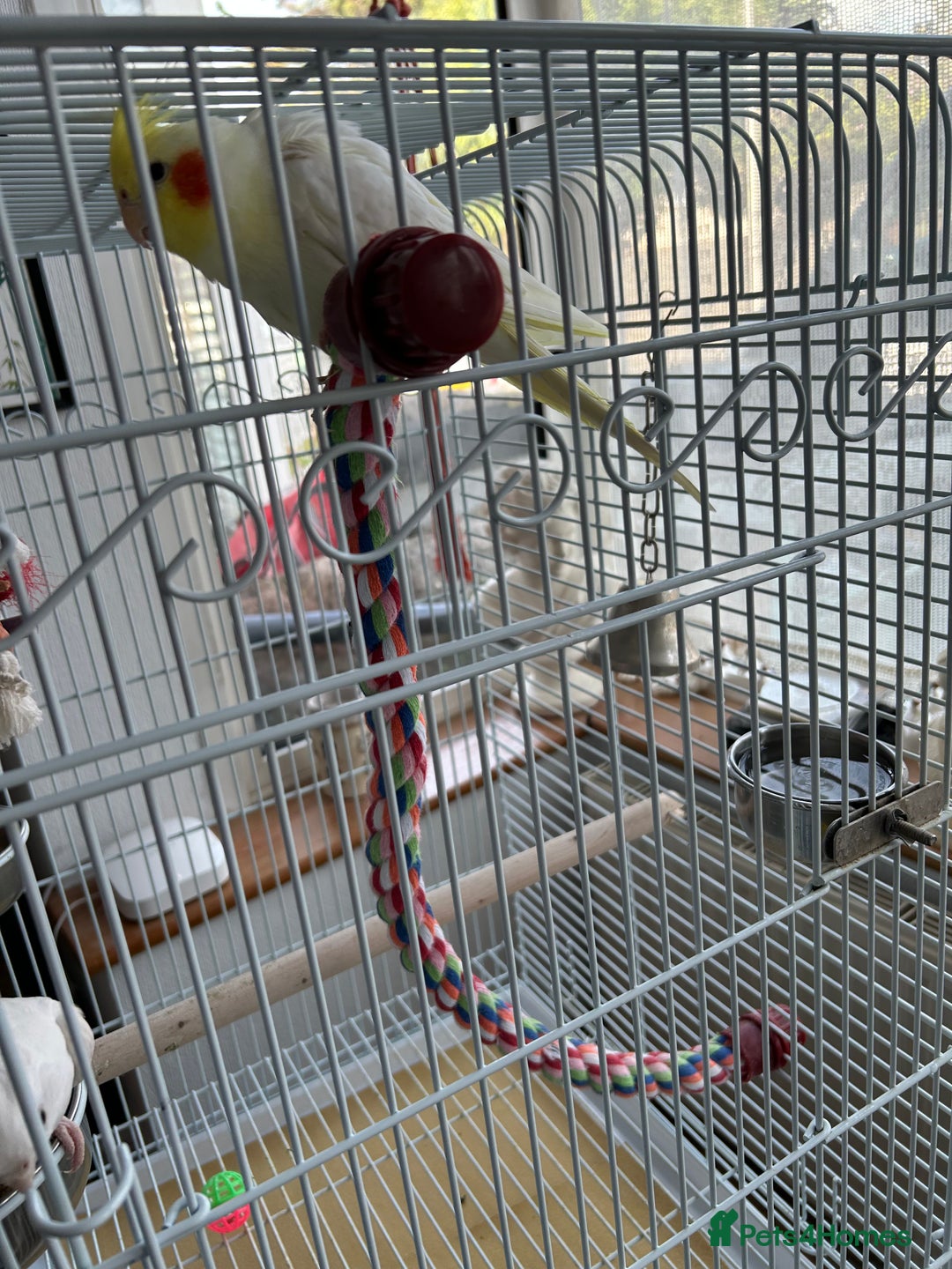 Cockatiels birds for sale: Ozzy and chip looking for a nice home - Image 11