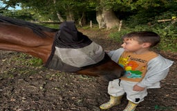 Irish Sports horses for sale: Teens horse / mother / daughter share - Image 24