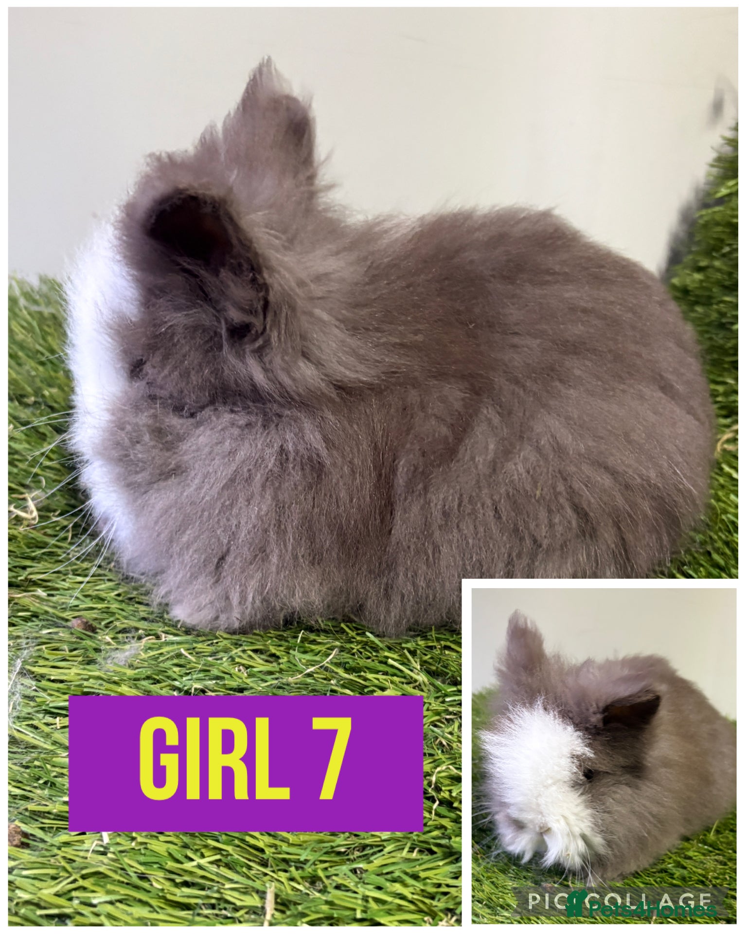 Lionhead rabbits Beautiful double mained lionheads ready soon  - Advert 2